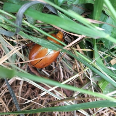 Anoplognathus montanus (Montane Christmas beetle) at Hughes, ACT - 17 Dec 2019 by KL