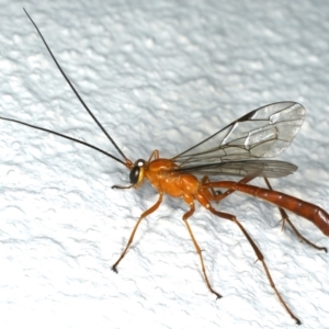 Netelia sp. (genus) at Ainslie, ACT - 15 Dec 2019 09:23 PM