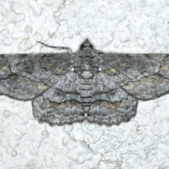 Cleora displicata (A Cleora Bark Moth) at Ainslie, ACT - 15 Dec 2019 by jbromilow50
