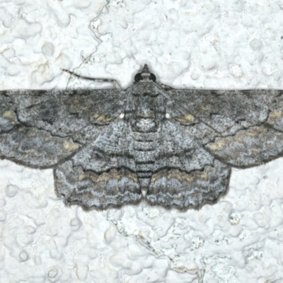 Cleora displicata (A Cleora Bark Moth) at Ainslie, ACT - 15 Dec 2019 by jb2602