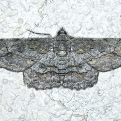 Cleora displicata (A Cleora Bark Moth) at Ainslie, ACT - 15 Dec 2019 by jbromilow50