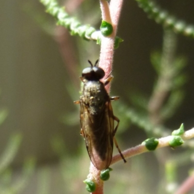 Inopus rubriceps (Sugarcane Soldier Fly) at Aranda, ACT - 20 Mar 2010 by JanetRussell