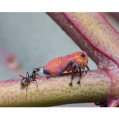 Eurymela fenestrata at Watson, ACT - 15 Dec 2019