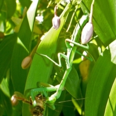 Pseudomantis albofimbriata (False garden mantis) at Aranda, ACT - 17 Mar 2014 by JanetRussell
