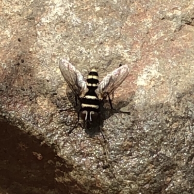 Trigonospila sp. (genus) (A Bristle Fly) at Hackett, ACT - 17 Dec 2019 by Jubeyjubes