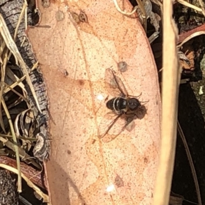 Villa sp. (genus) (Unidentified Villa bee fly) at Black Mountain - 17 Dec 2019 by Jubeyjubes