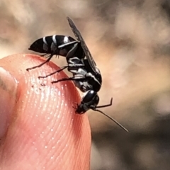 Turneromyia sp. (genus) (Zebra spider wasp) at Black Mountain - 17 Dec 2019 by Jubeyjubes