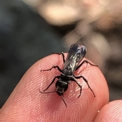 Turneromyia sp. (genus) at Hackett, ACT - 17 Dec 2019 03:16 PM