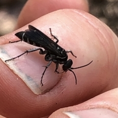 Turneromyia sp. (genus) at Hackett, ACT - 17 Dec 2019 03:16 PM