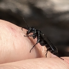 Turneromyia sp. (genus) at Hackett, ACT - 17 Dec 2019