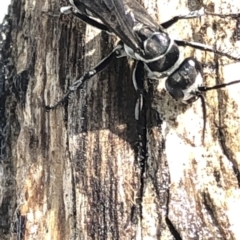 Turneromyia sp. (genus) at Hackett, ACT - 17 Dec 2019