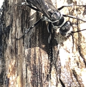 Turneromyia sp. (genus) at Hackett, ACT - 17 Dec 2019 03:16 PM