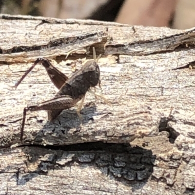 Acrididae sp. (family) (Unidentified Grasshopper) at Hackett, ACT - 17 Dec 2019 by Jubeyjubes