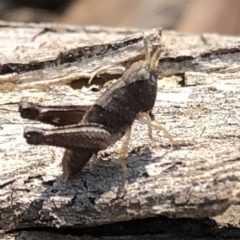 Acrididae sp. (family) at Hackett, ACT - 17 Dec 2019 03:08 PM