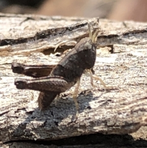 Acrididae sp. (family) at Hackett, ACT - 17 Dec 2019