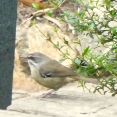 Sericornis frontalis (White-browed Scrubwren) at Aranda, ACT - 4 Feb 2015 by AndyRussell