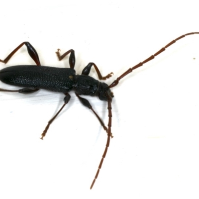 Callidiopis scutellaris (A Longhorn Beetle) at Ainslie, ACT - 15 Dec 2019 by jb2602