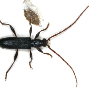 Callidiopis scutellaris at Ainslie, ACT - 15 Dec 2019