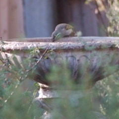 Caligavis chrysops (Yellow-faced Honeyeater) at Aranda, ACT - 10 Apr 2015 by AndyRussell