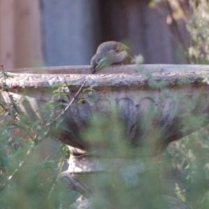 Caligavis chrysops at Aranda, ACT - 10 Apr 2015