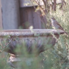 Caligavis chrysops at Aranda, ACT - 10 Apr 2015