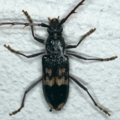 Phoracantha semipunctata (Common Eucalypt Longicorn) at Ainslie, ACT - 14 Dec 2019 by jb2602