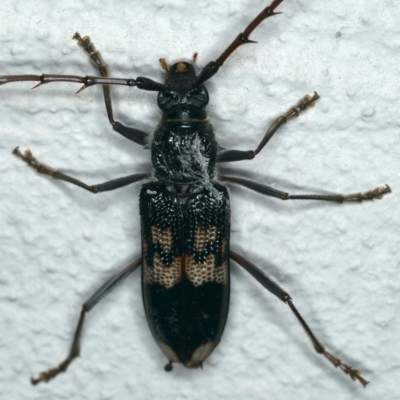 Phoracantha semipunctata (Common Eucalypt Longicorn) at Ainslie, ACT - 14 Dec 2019 by jbromilow50