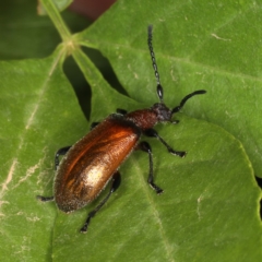 Ecnolagria grandis (Honeybrown beetle) at Ainslie, ACT - 14 Dec 2019 by jb2602