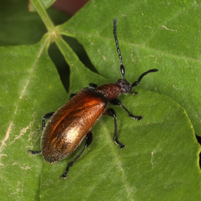 Ecnolagria grandis (Honeybrown beetle) at Ainslie, ACT - 13 Dec 2019 by jbromilow50