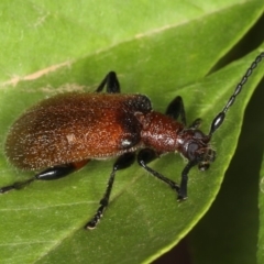 Ecnolagria grandis at Ainslie, ACT - 14 Dec 2019 09:33 AM