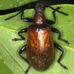 Ecnolagria grandis at Ainslie, ACT - 14 Dec 2019 09:33 AM