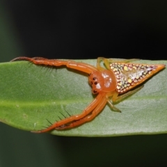 Arkys walckenaeri (Triangle spider) at ANBG - 17 Dec 2019 by TimL