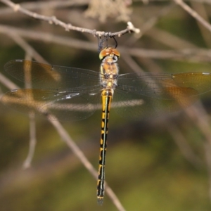 Hemicordulia australiae at Acton, ACT - 17 Dec 2019 12:46 PM