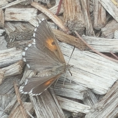 Lucia limbaria (Chequered Copper) at Isaacs, ACT - 15 Dec 2019 by Mike