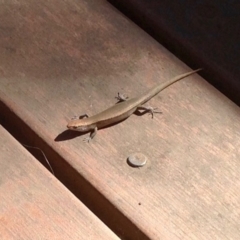 Lampropholis delicata (Delicate Skink) at Aranda, ACT - 16 Dec 2019 by KMcCue