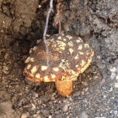 zz agaric (stem; gill colour unknown) at Booth, ACT - 16 Dec 2019 by KMcCue