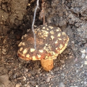 zz agaric (stem; gill colour unknown) at Booth, ACT - 17 Dec 2019