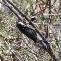 Psaltoda moerens (Redeye cicada) at Namadgi National Park - 17 Dec 2019 by KMcCue
