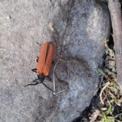 Porrostoma sp. (genus) (Lycid, Net-winged beetle) at Booth, ACT - 16 Dec 2019 by KMcCue