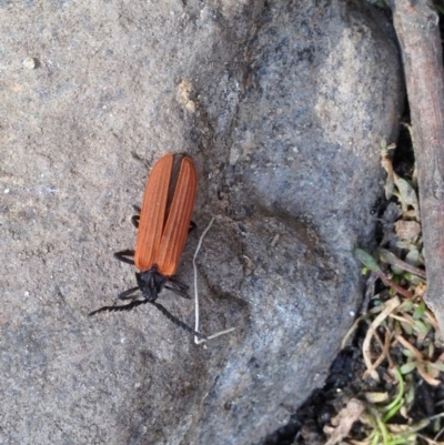 Porrostoma sp. (genus) (Lycid, Net-winged beetle) at Namadgi National Park - 16 Dec 2019 by KMcCue