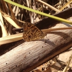 Geitoneura acantha (Ringed Xenica) at Booth, ACT - 17 Dec 2019 by KMcCue