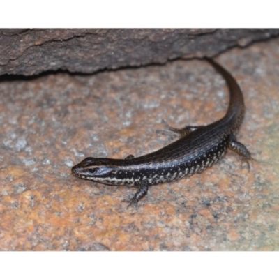 Eulamprus heatwolei (Yellow-bellied Water Skink) at Rendezvous Creek, ACT - 8 Dec 2019 by kdm