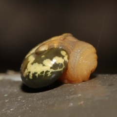 Mysticarion porrectus (Golden Semi-slug) at Acton, ACT - 17 Dec 2019 by TimL