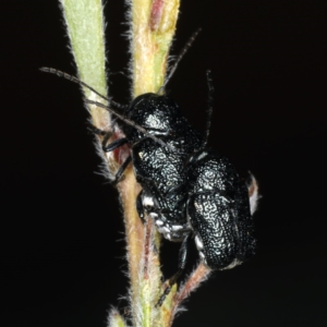 Aporocera (Aporocera) scabrosa at Ainslie, ACT - 14 Dec 2019 07:46 AM