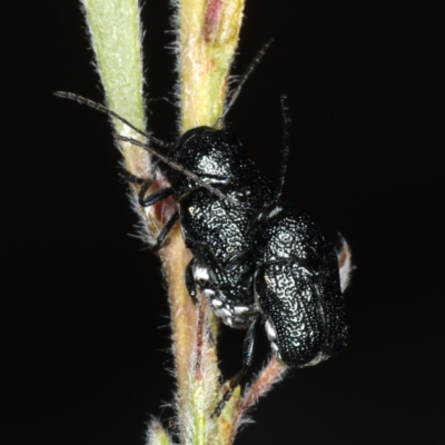 Aporocera (Aporocera) scabrosa (Leaf beetle) at Ainslie, ACT - 13 Dec 2019 by jbromilow50