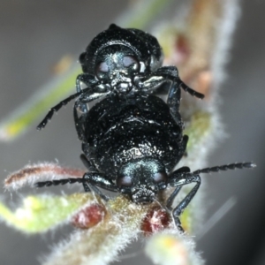 Aporocera (Aporocera) scabrosa at Ainslie, ACT - 14 Dec 2019 07:46 AM