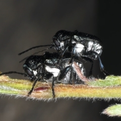 Aporocera (Aporocera) scabrosa at Ainslie, ACT - 14 Dec 2019 07:46 AM