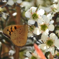 Heteronympha merope (Common Brown Butterfly) at Molonglo Valley, ACT - 16 Dec 2019 by RodDeb