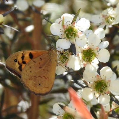 Heteronympha merope (Common Brown Butterfly) at Molonglo Valley, ACT - 16 Dec 2019 by RodDeb