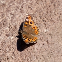 Junonia villida (Meadow Argus) at National Zoo and Aquarium - 16 Dec 2019 by RodDeb